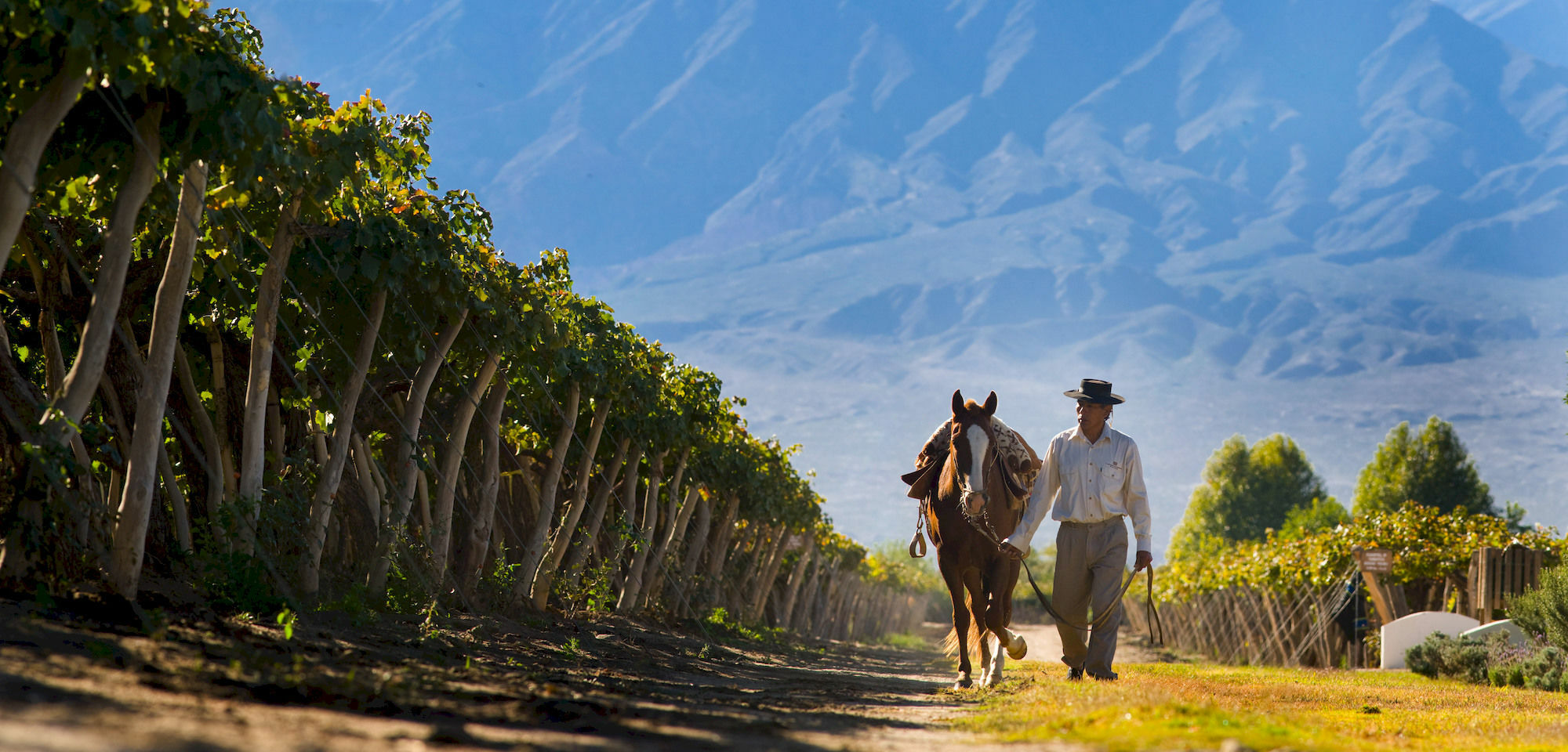 Grace Cafayate Hotell Eksteriør bilde Vineyards in Salta